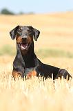 DOBERMANN 958